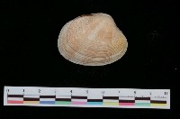 藏品(海瓜子簾蛤)的圖片